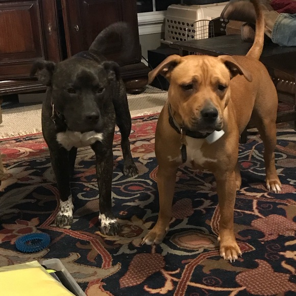 Meet your Posher, Jacquie - Picture 1 of 1